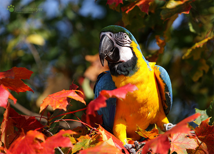 Herbst