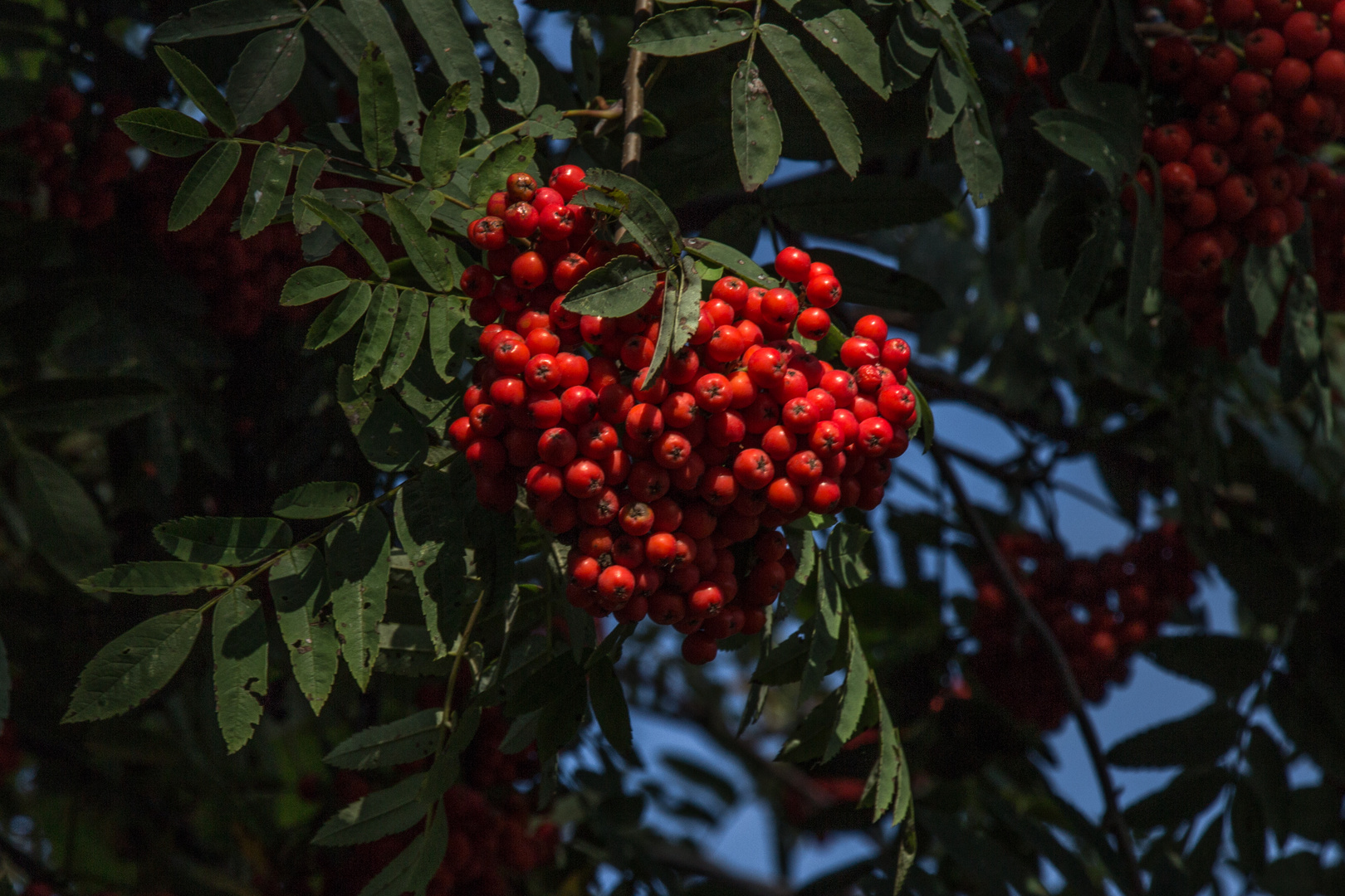 Herbst