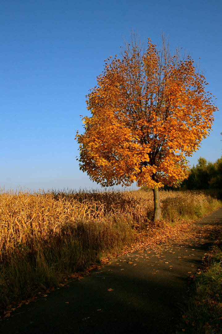 Herbst