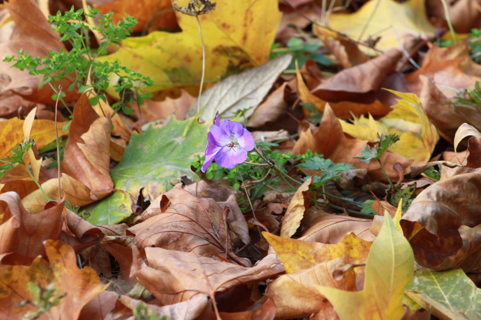 Herbst