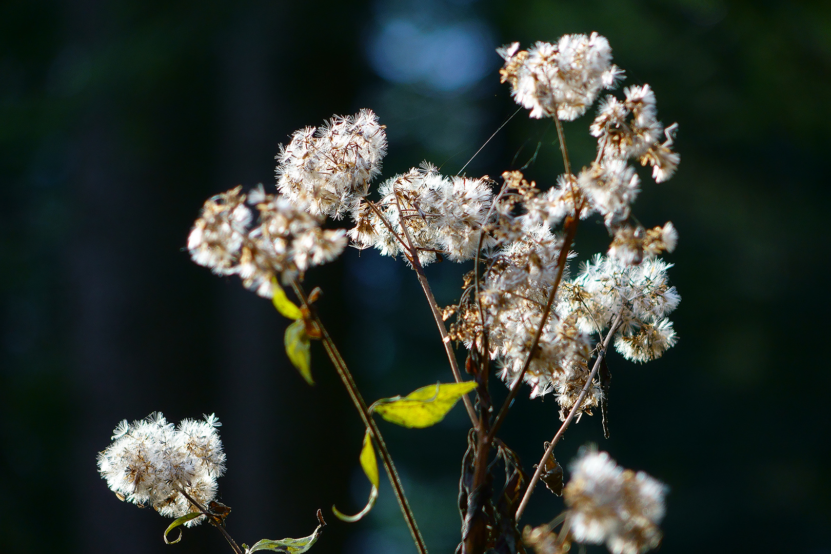 Herbst