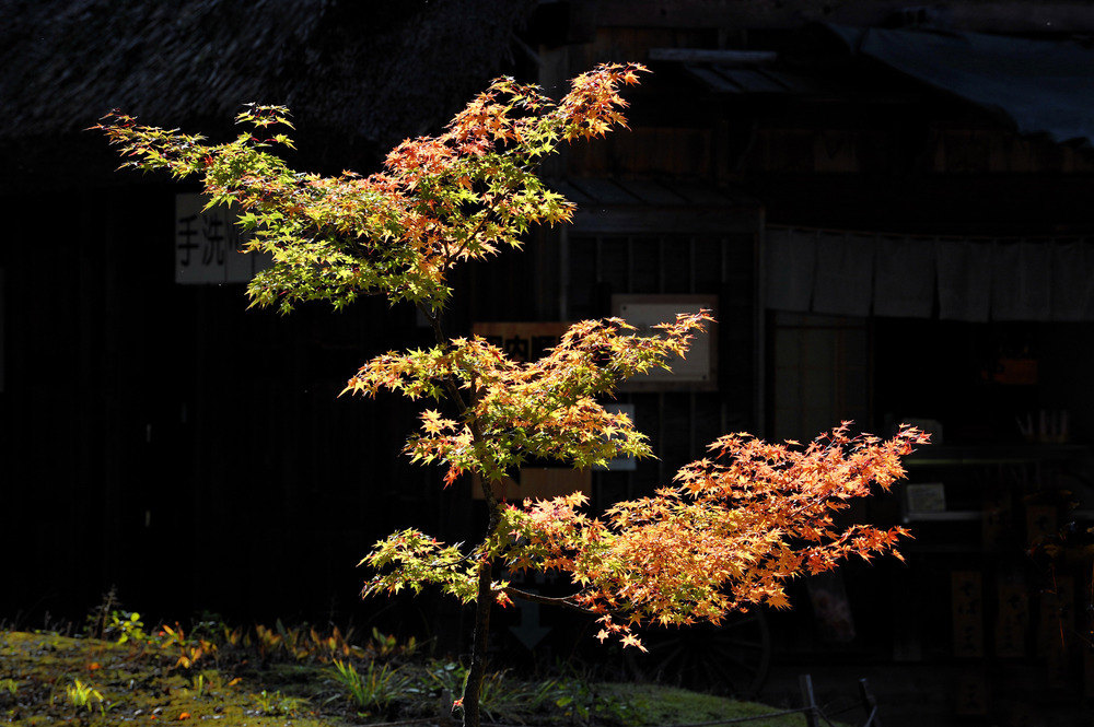 Herbst