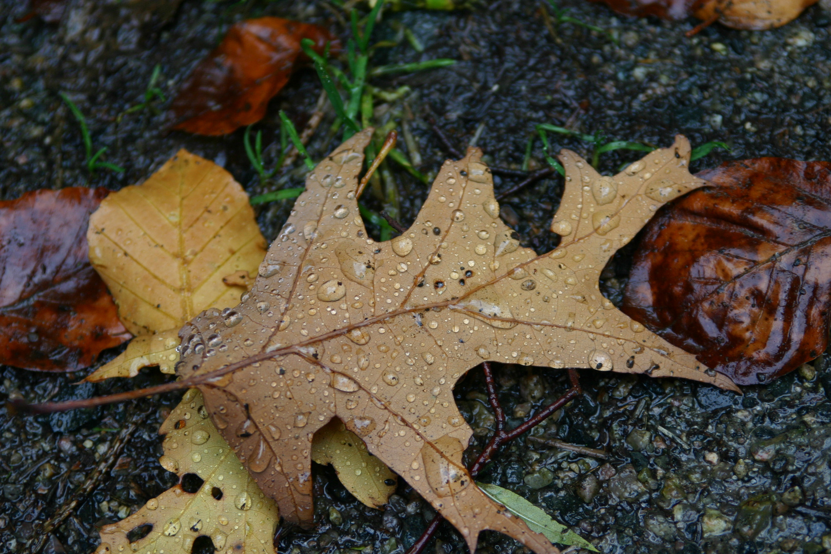 Herbst