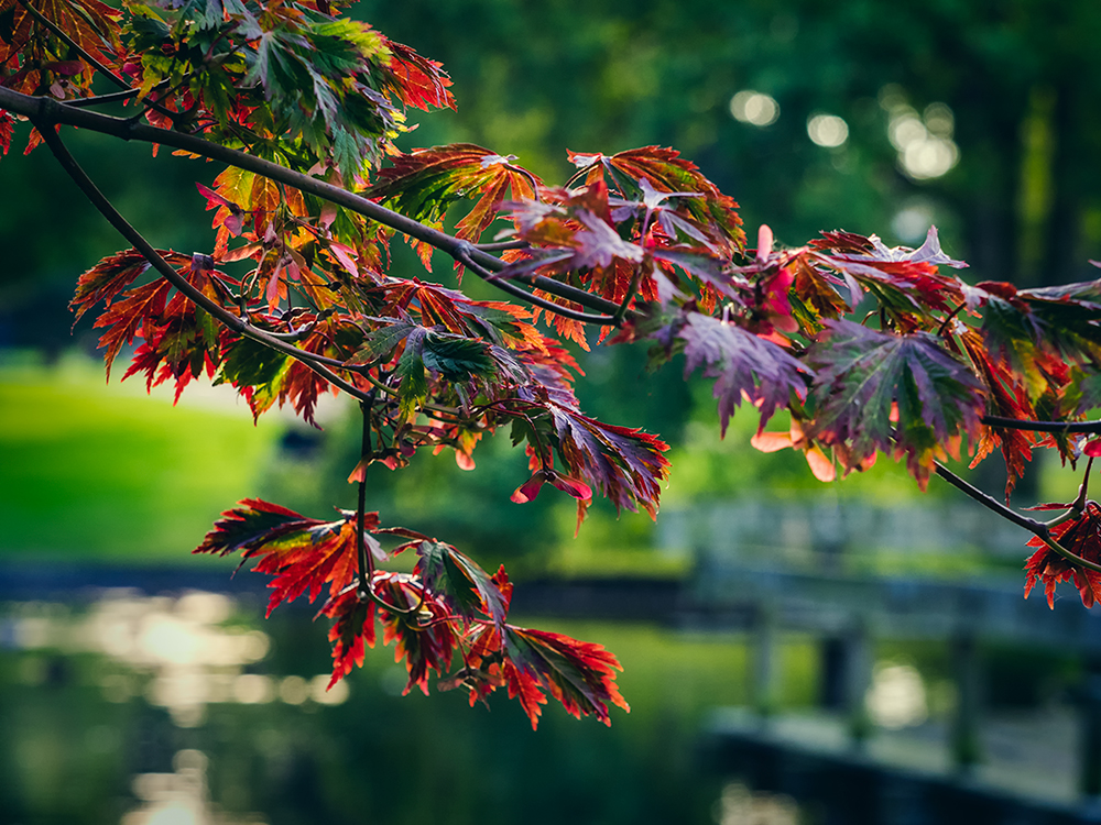 Herbst