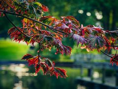 Herbst