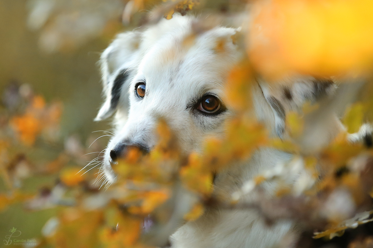 Herbst