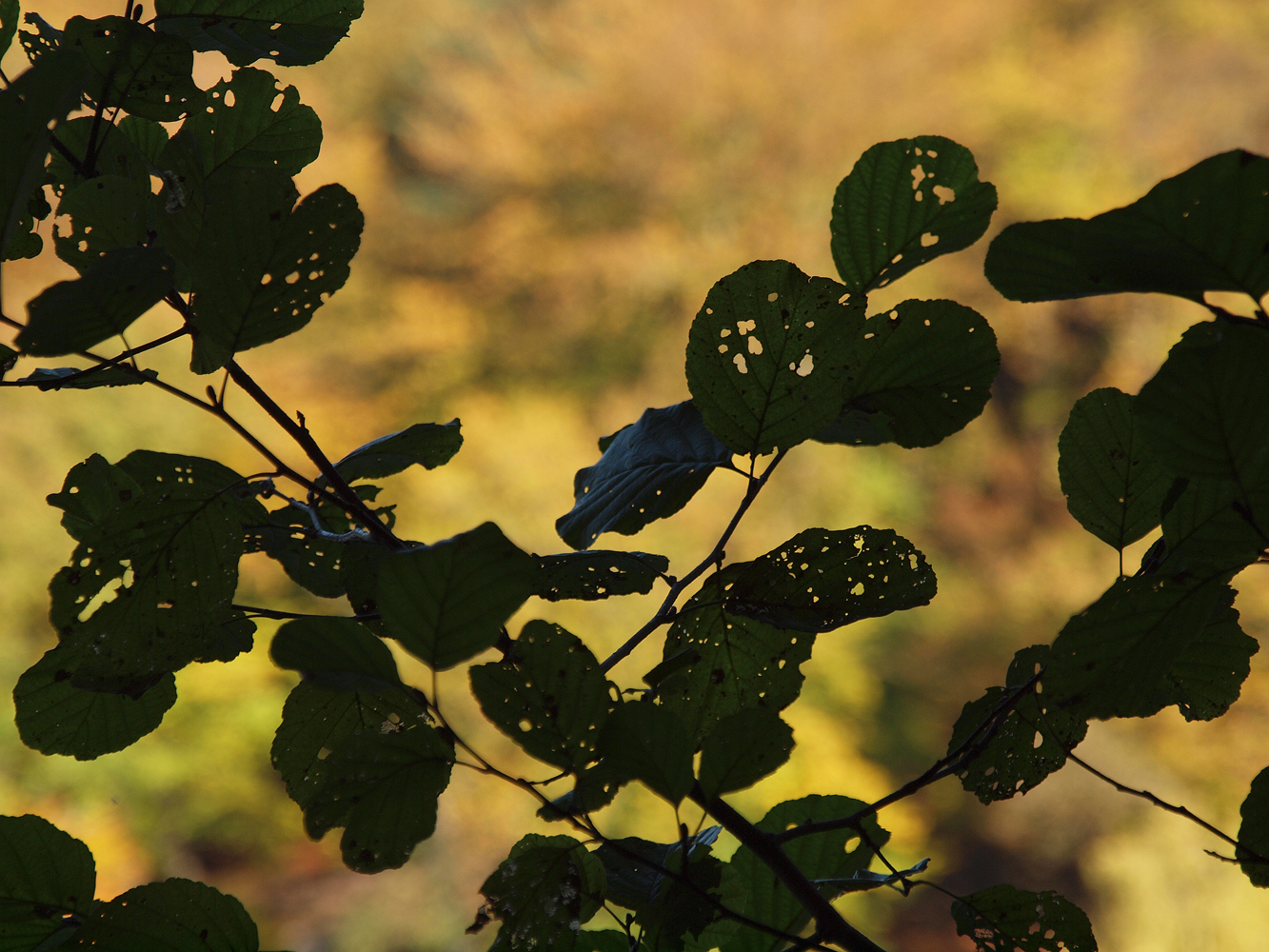 Herbst 6 am Schmalensee