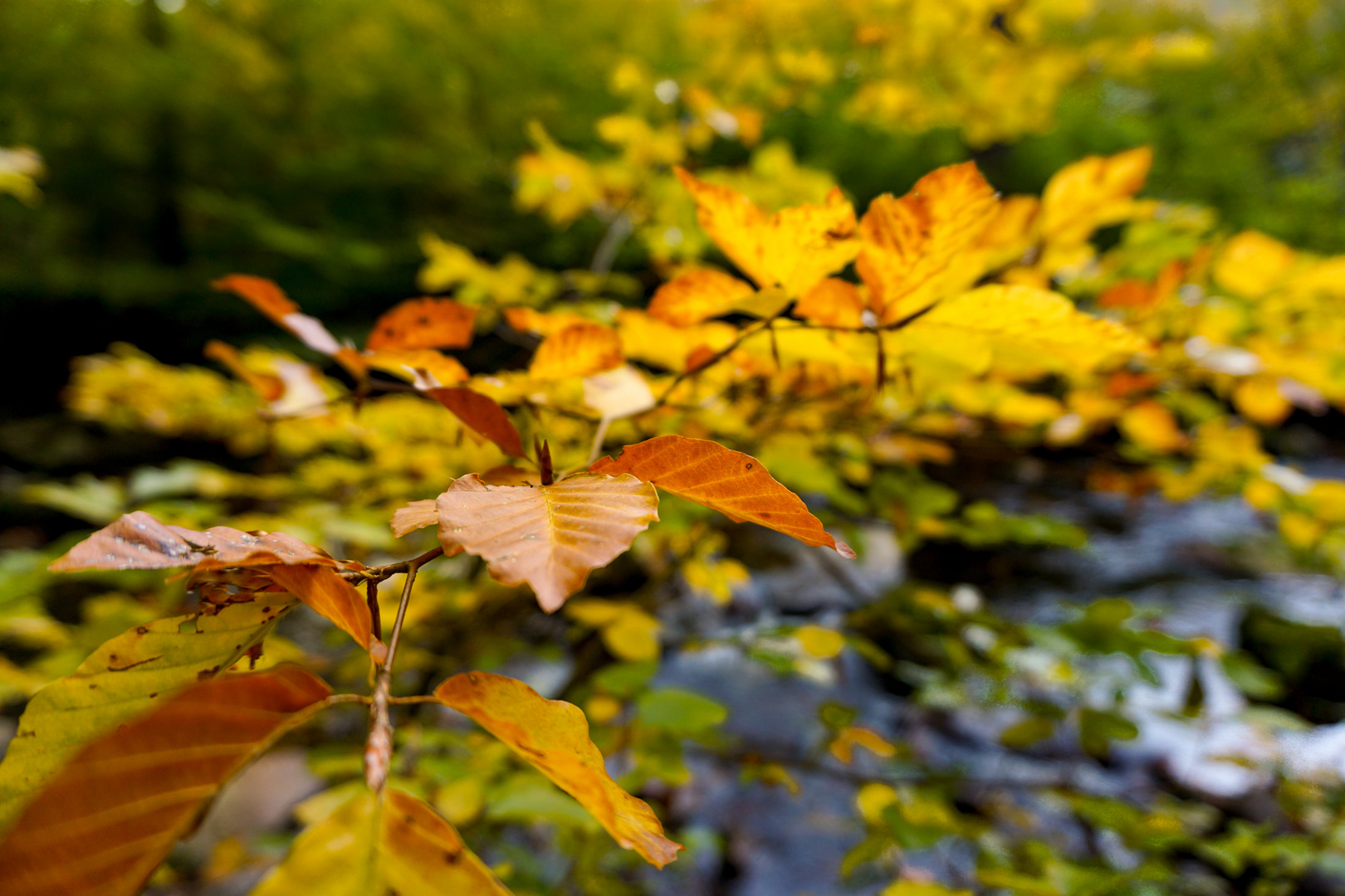 herbst