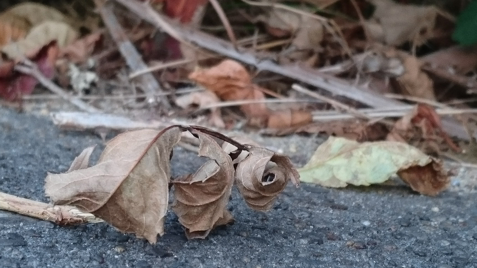 Herbst