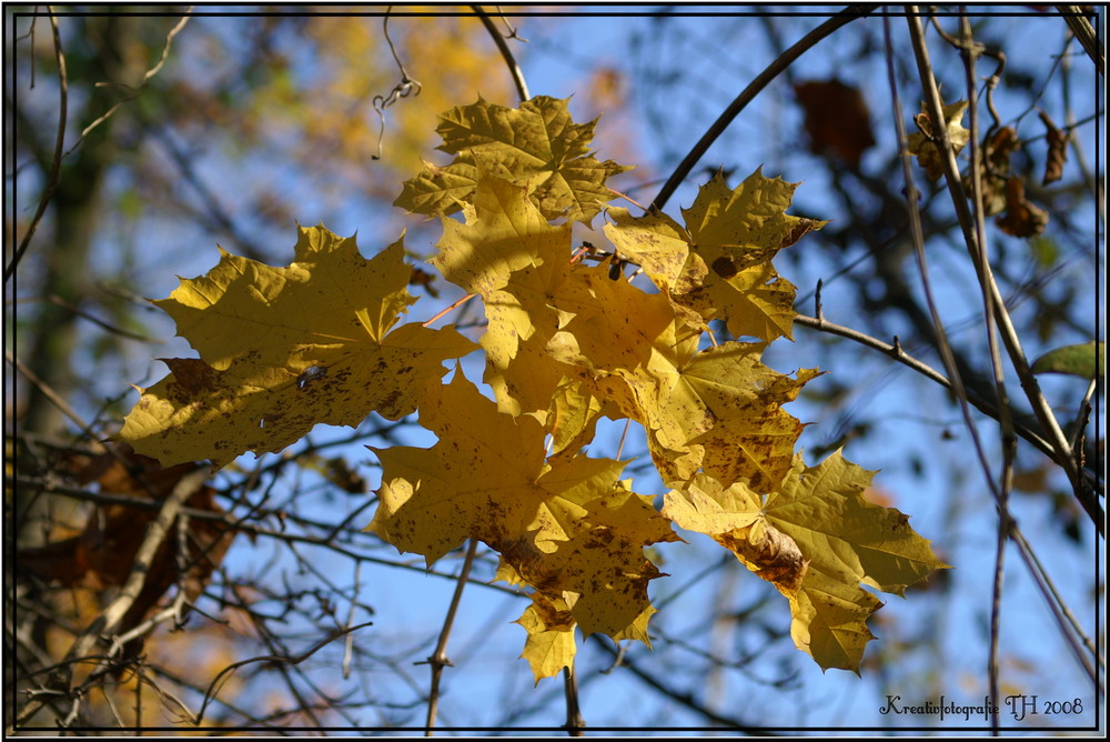 Herbst