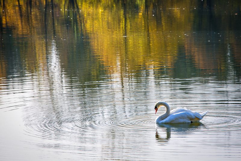 Herbst