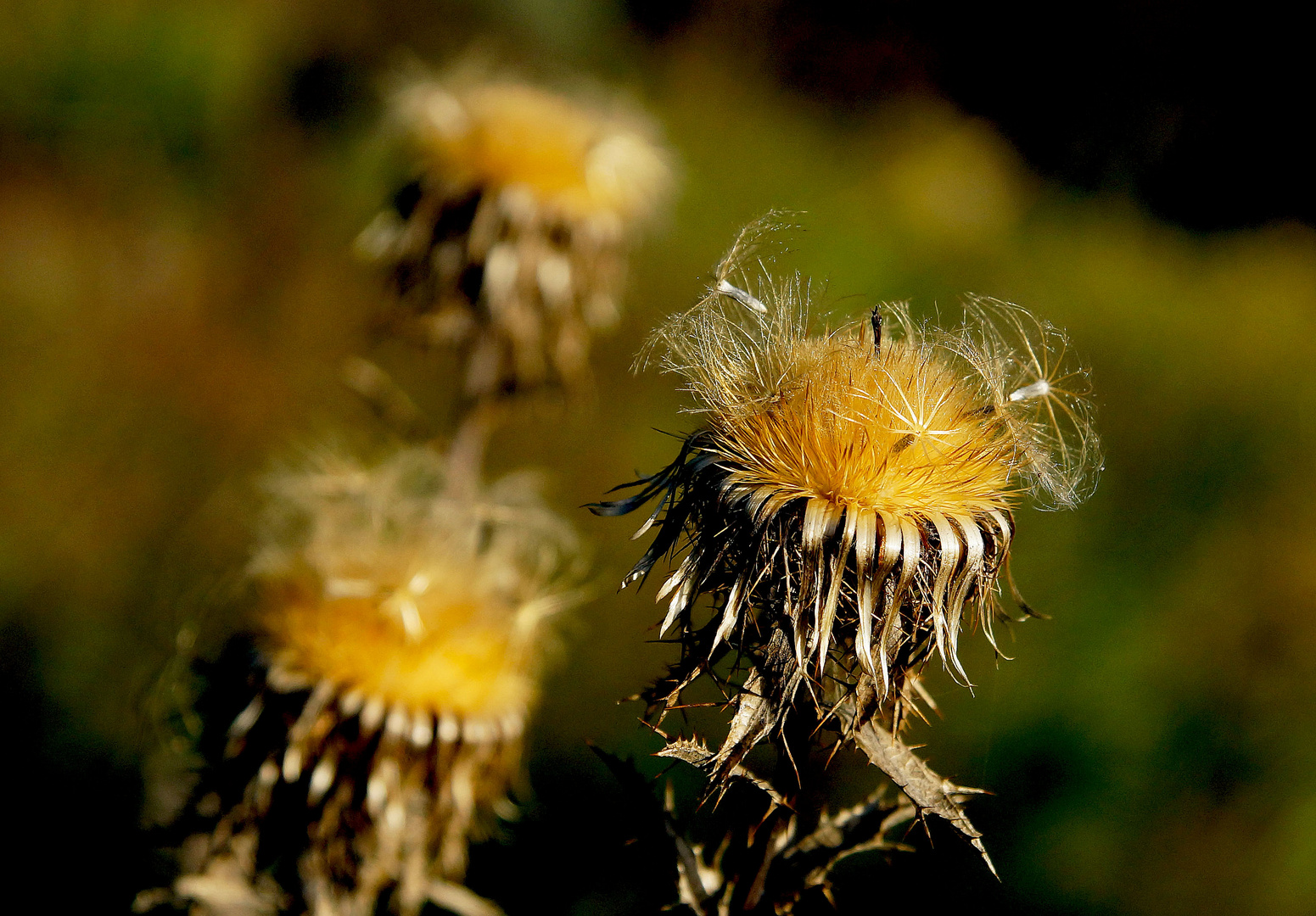 Herbst