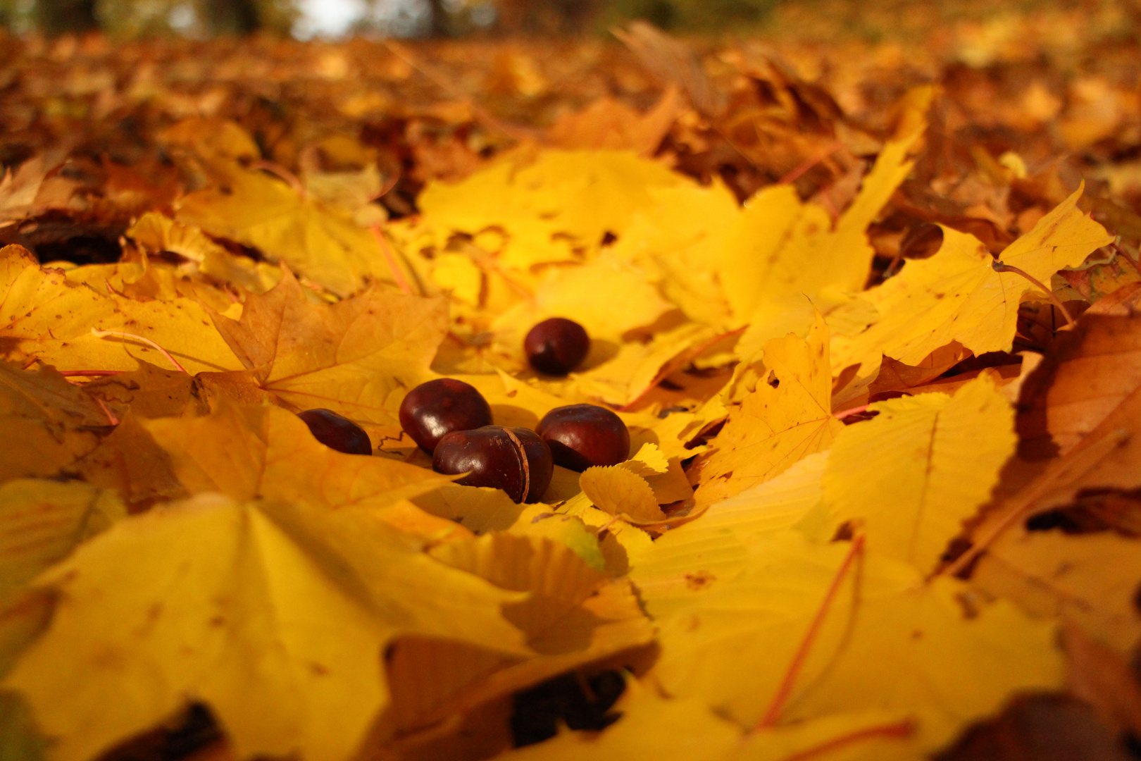 Herbst