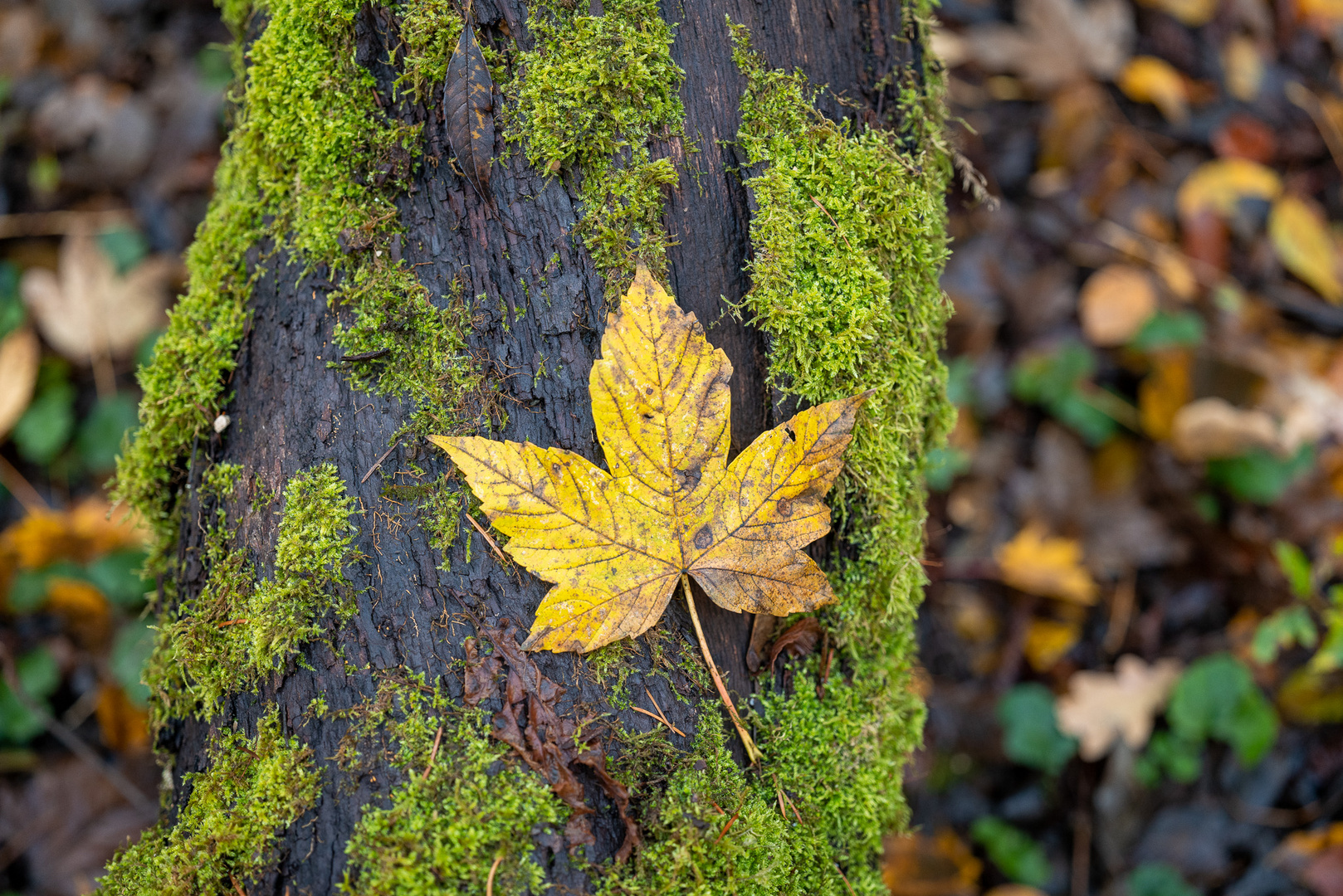 Herbst 