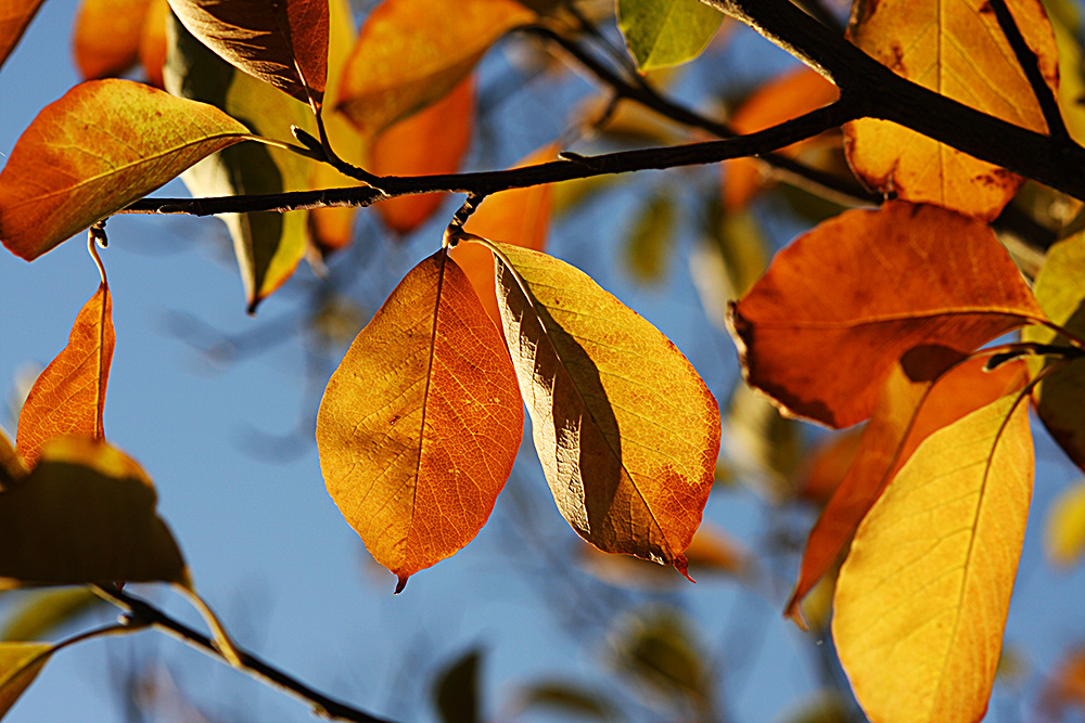 Herbst