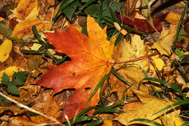 Herbst