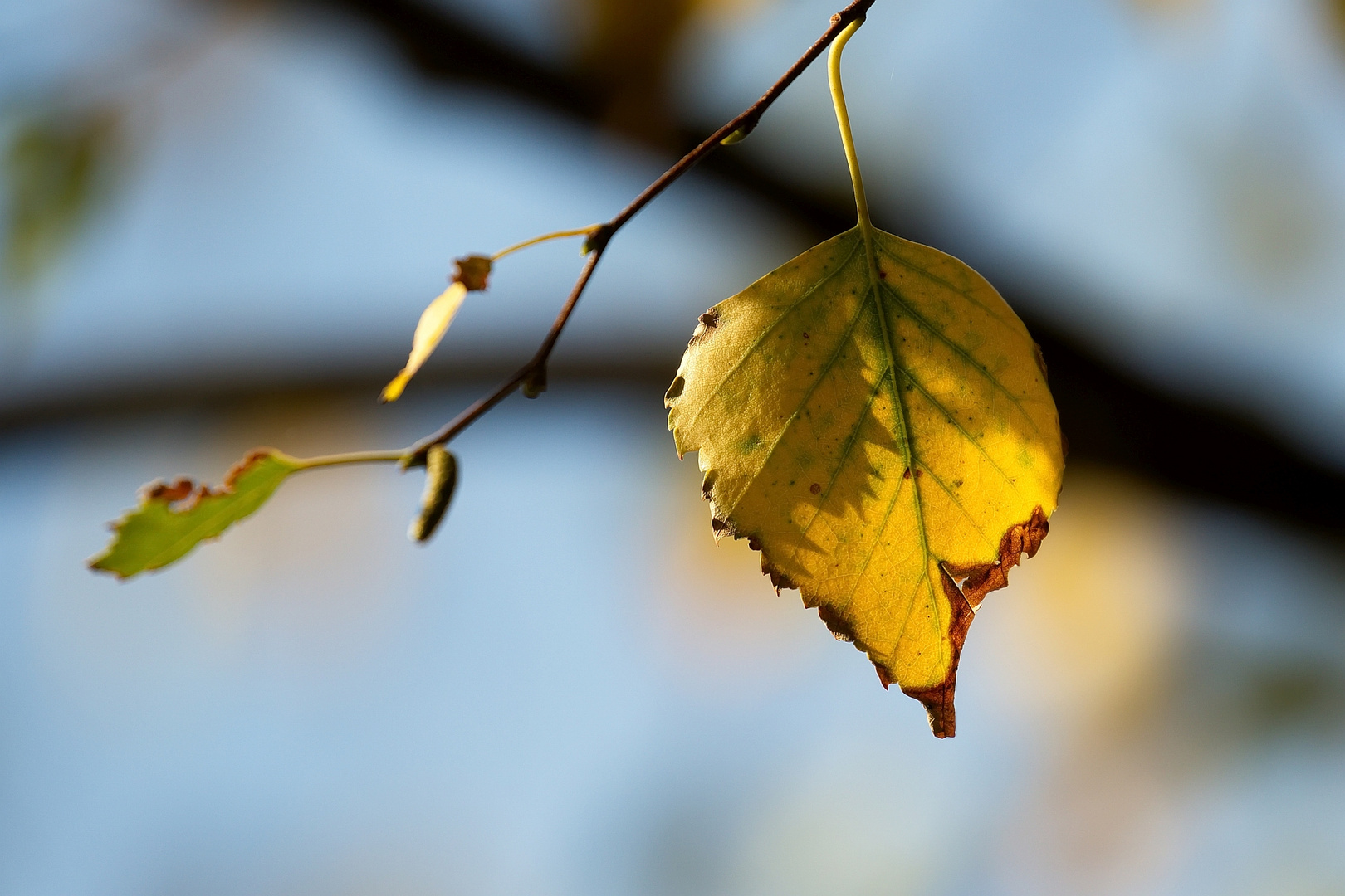 Herbst