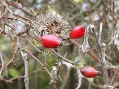 Herbst