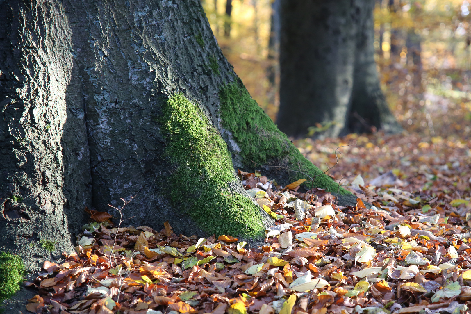 Herbst