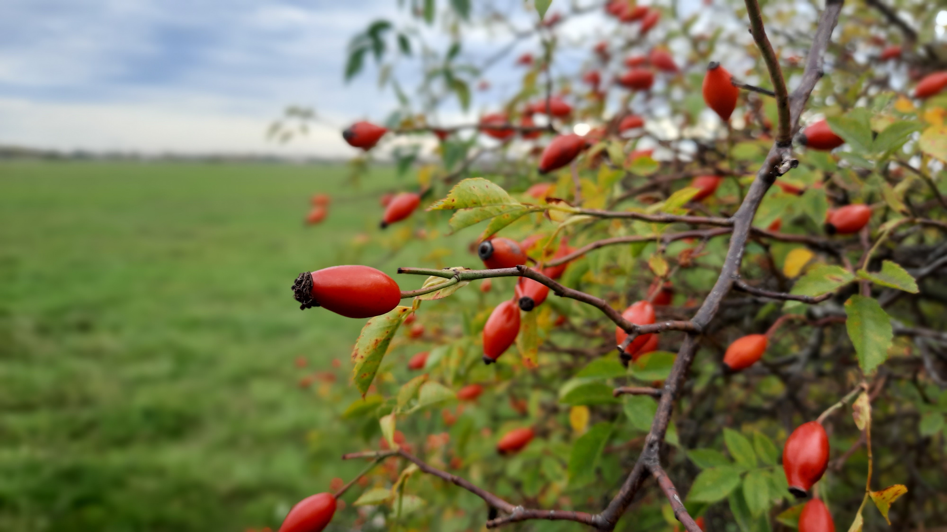 Herbst