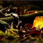 Herbst .....