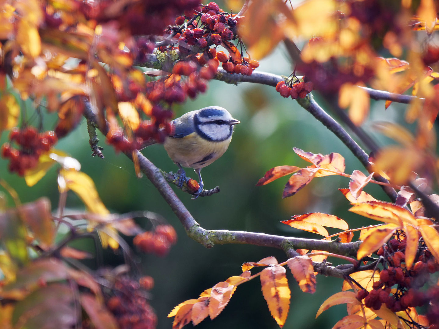 Herbst