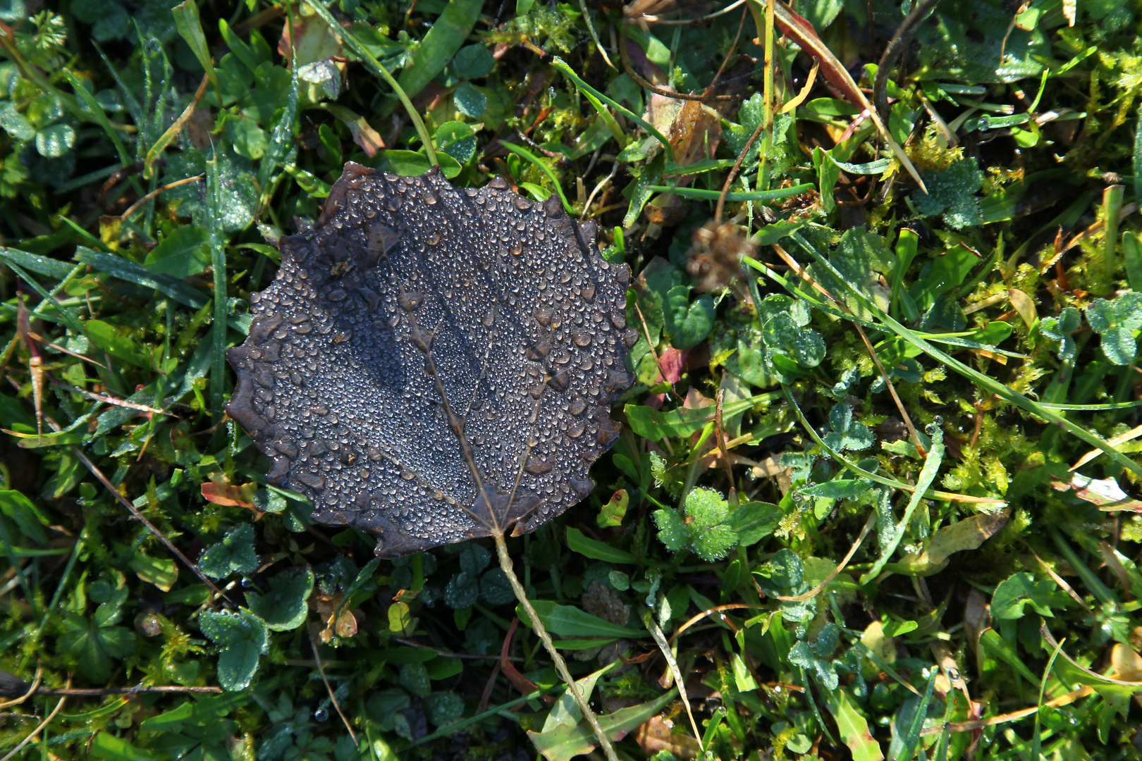 Herbst