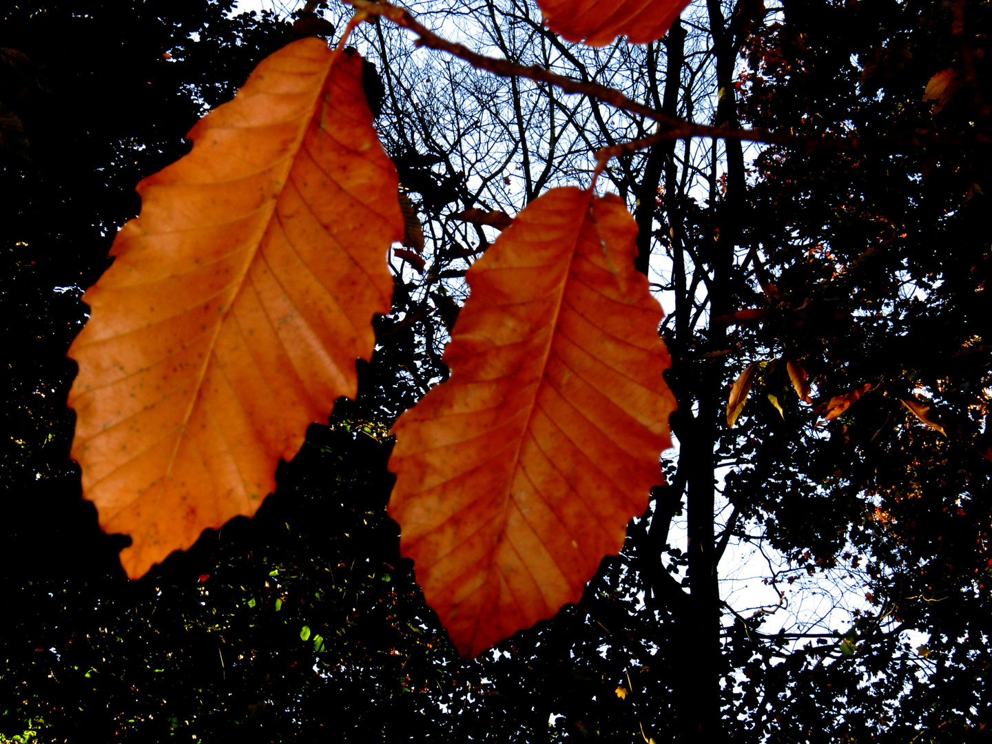 Herbst