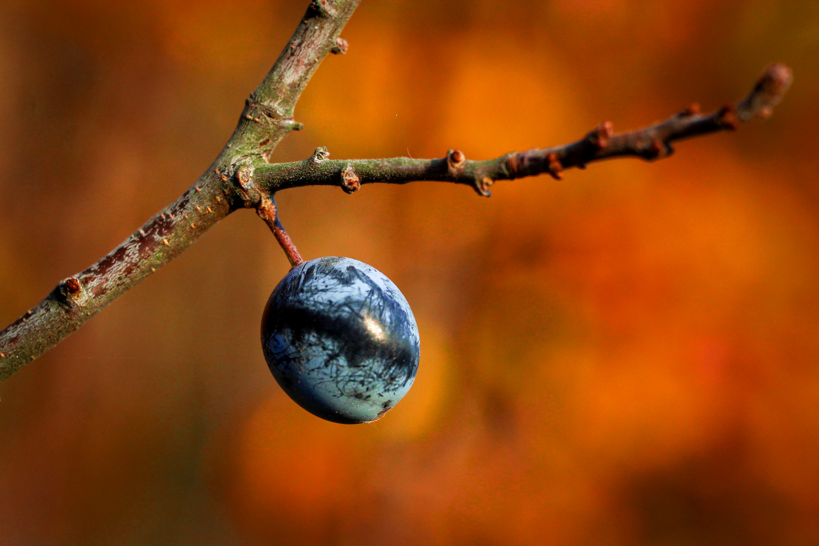 Herbst