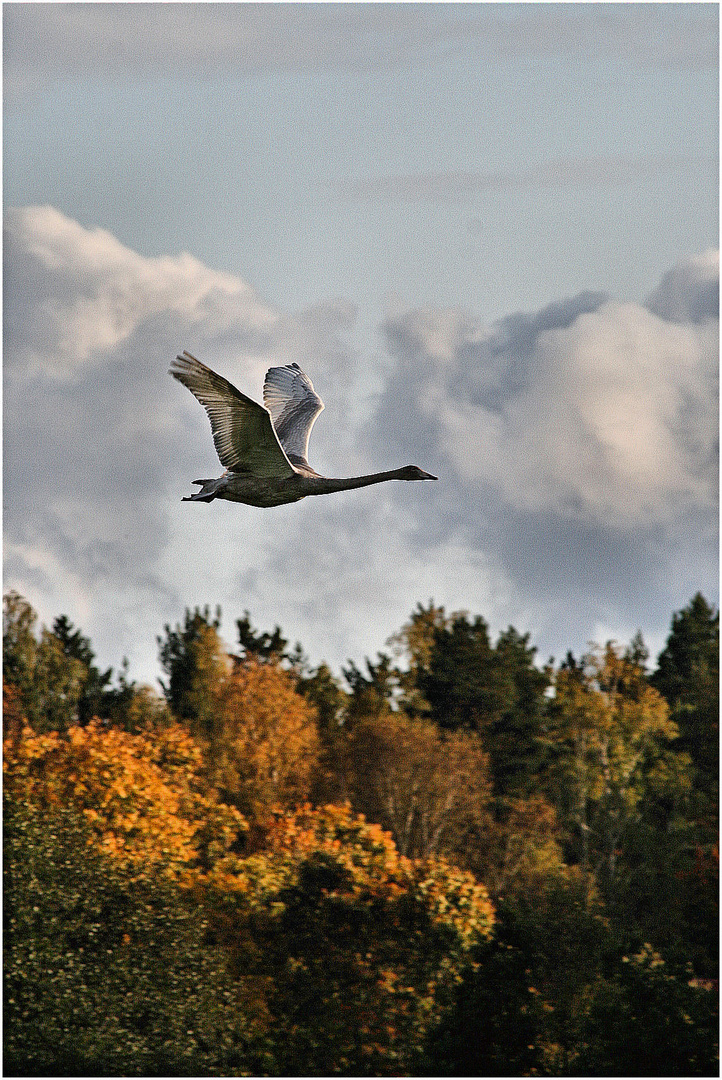 Herbst 