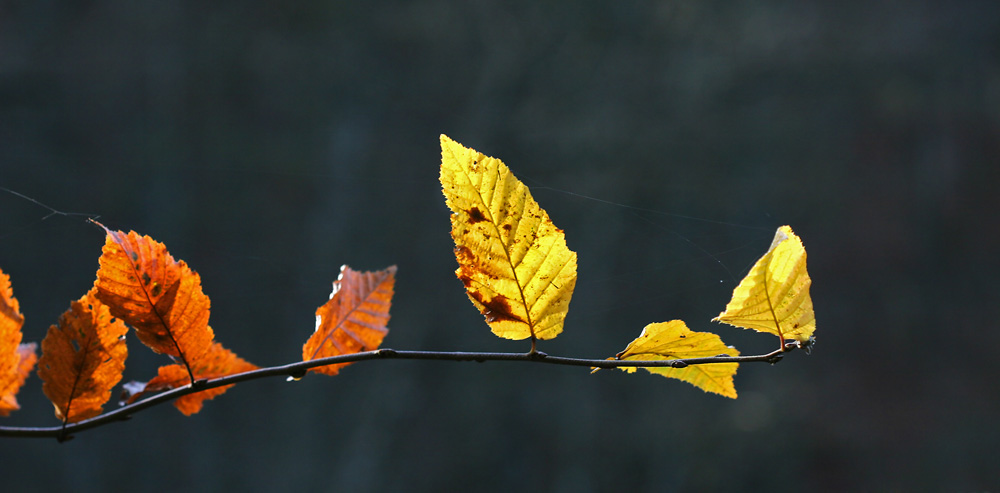 Herbst