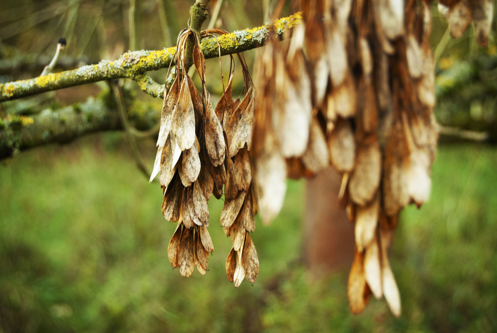 Herbst)