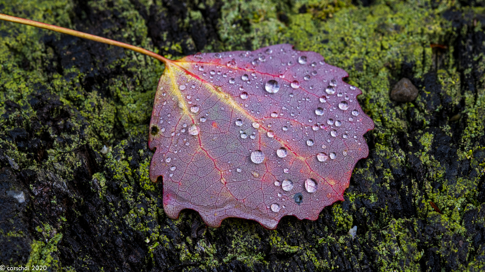 Herbst