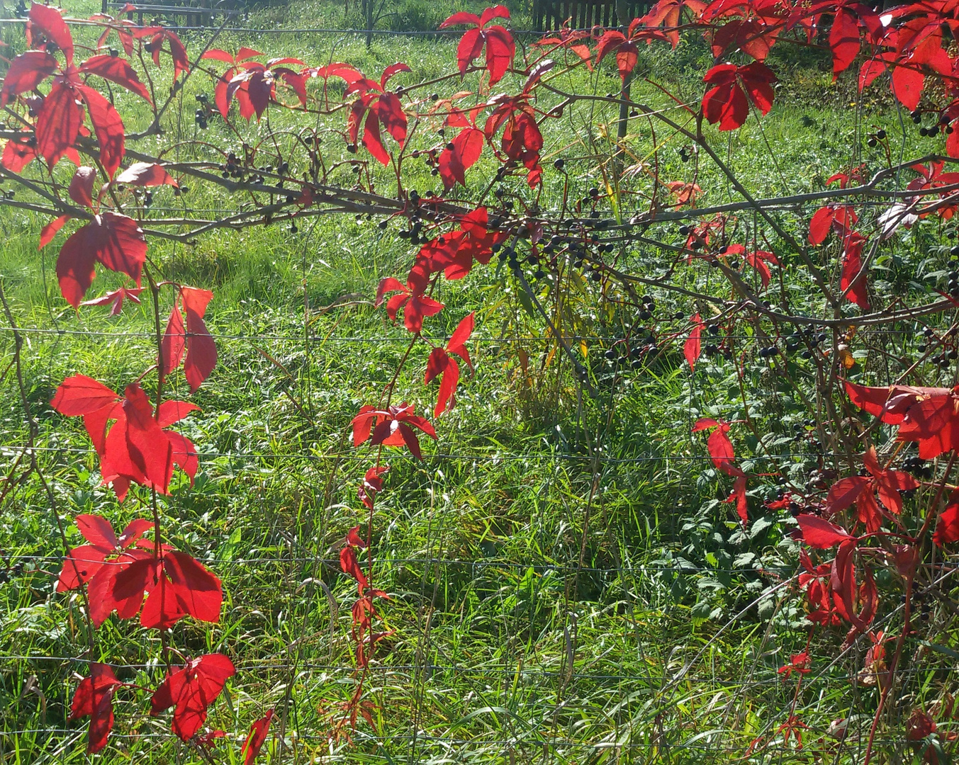 Herbst