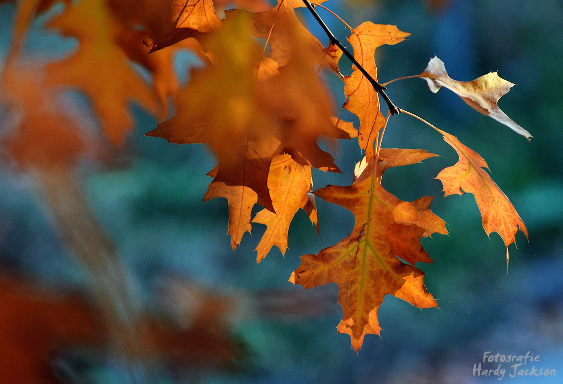 Herbst