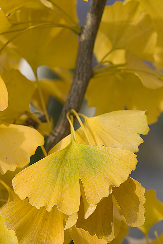 Herbst