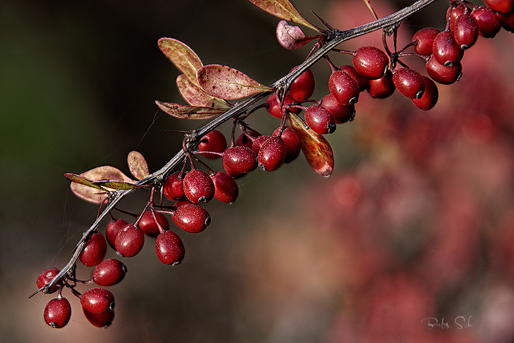 Herbst...