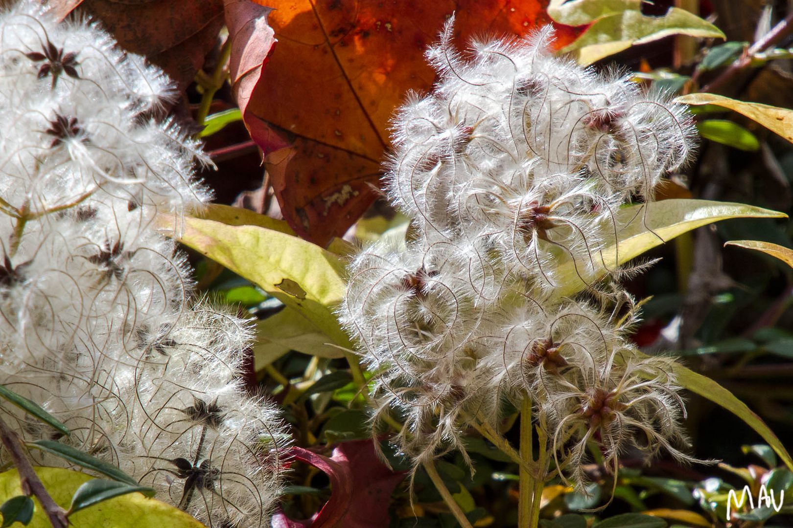 Herbst