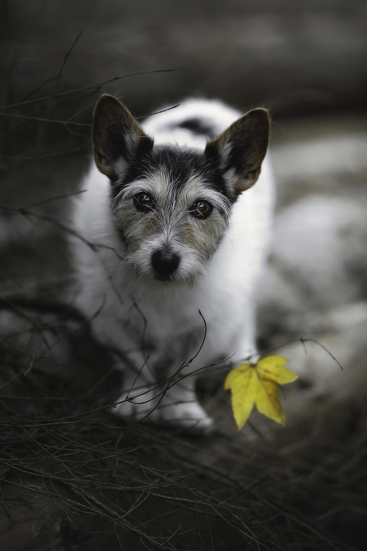 ... Herbst ...