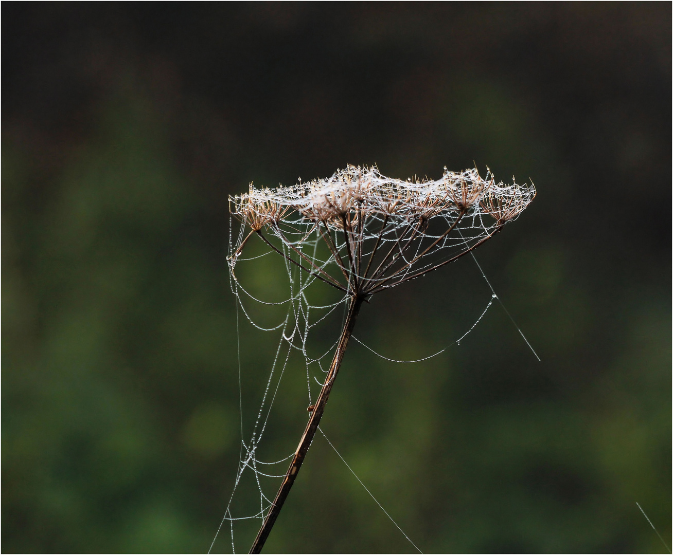 *Herbst*