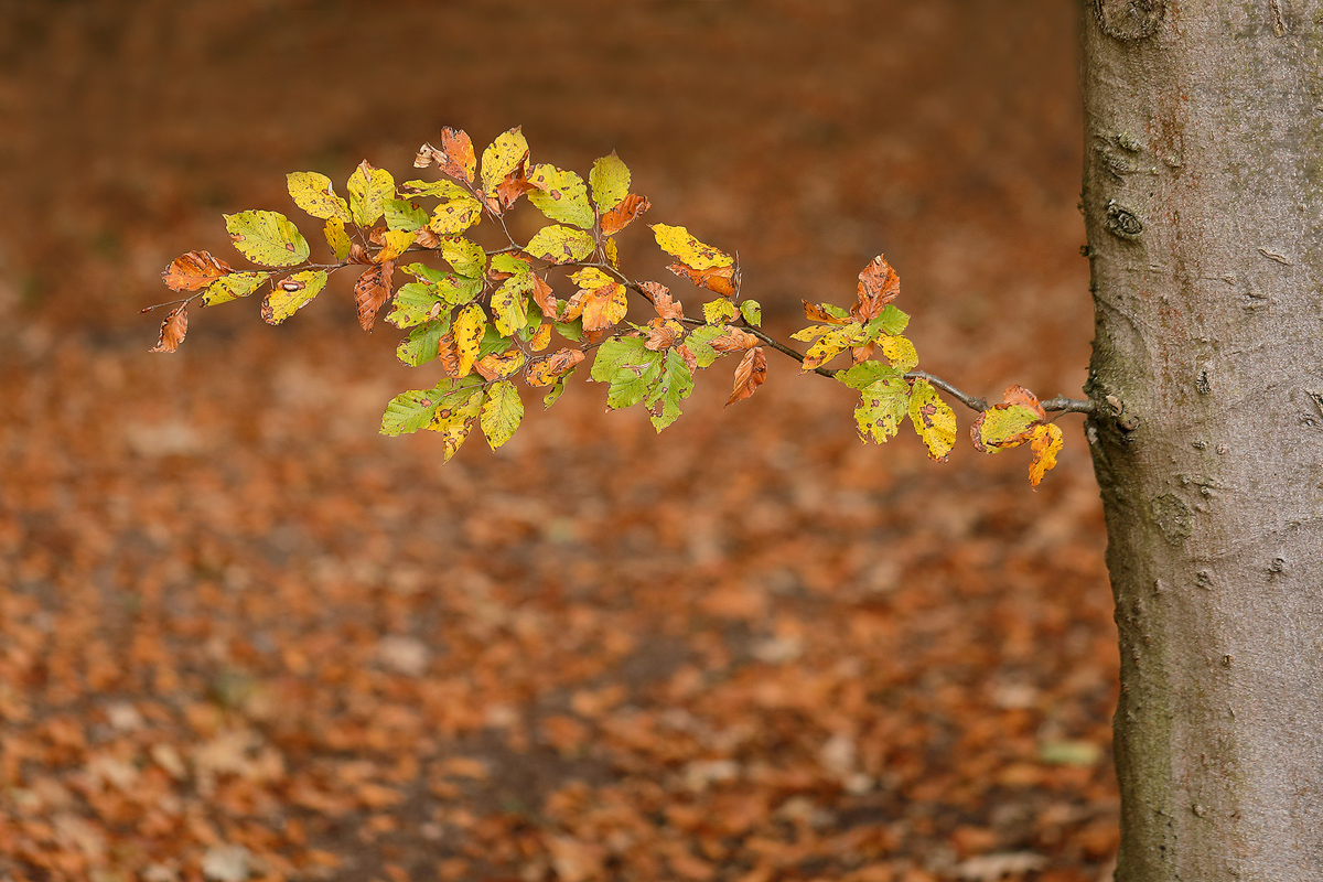 Herbst