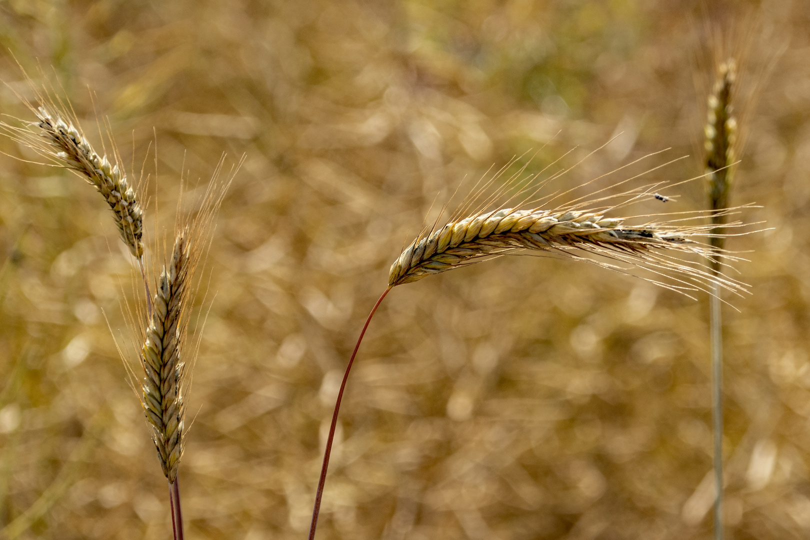 Herbst