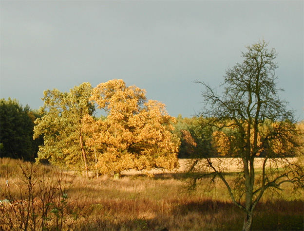 Herbst