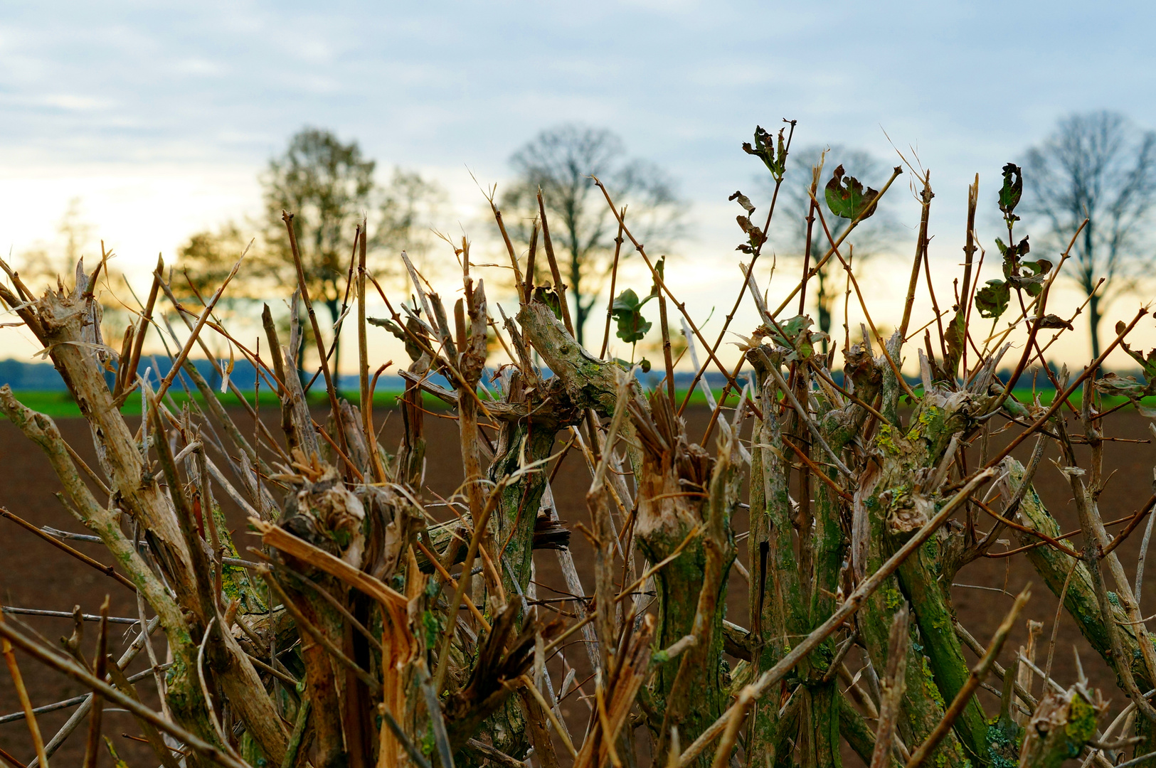 ..........Herbst