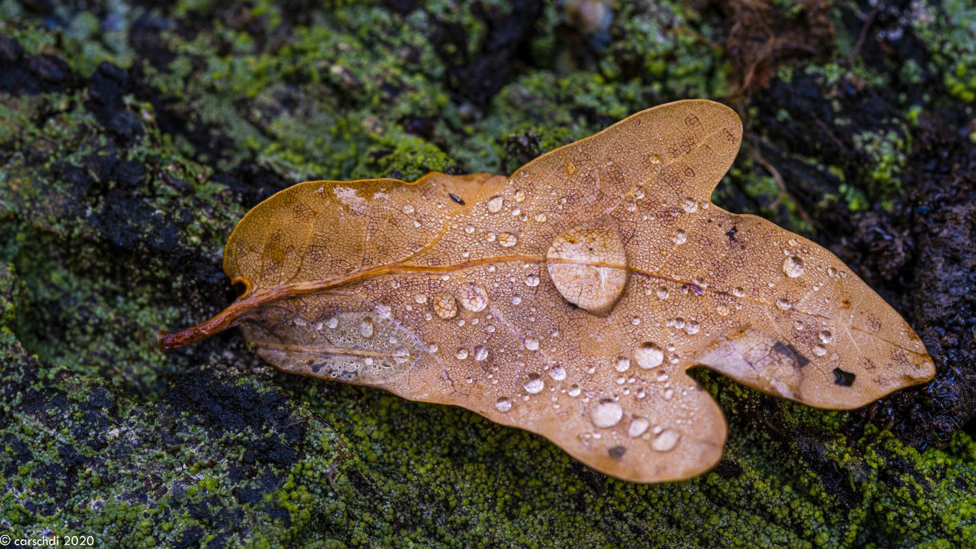 Herbst