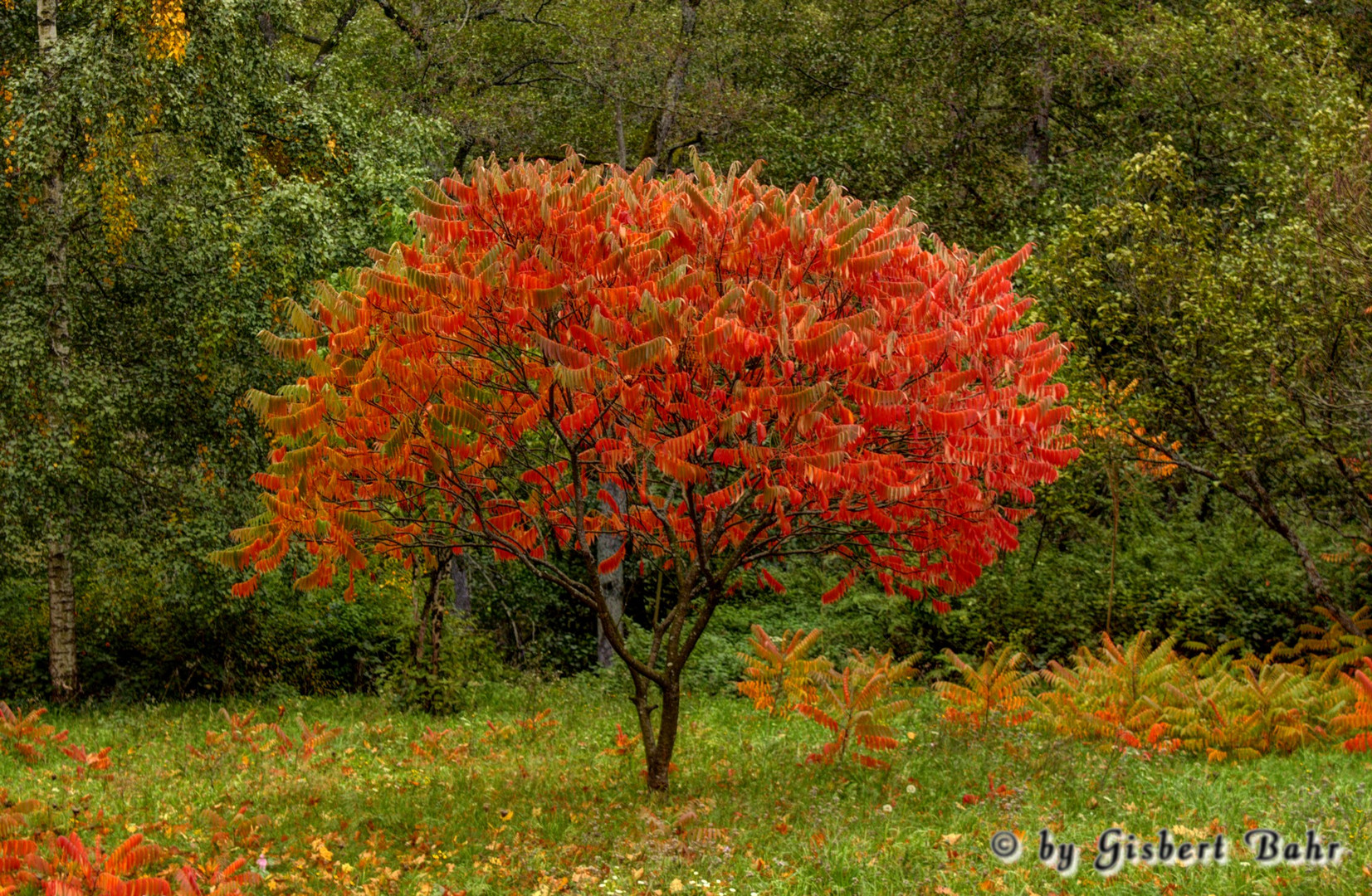 Herbst