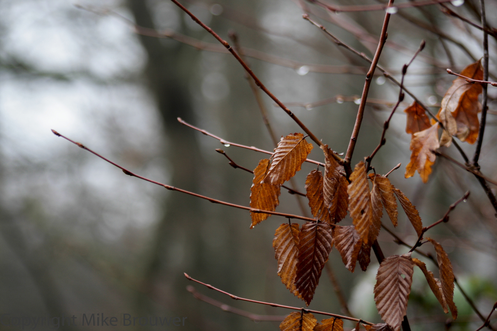 Herbst