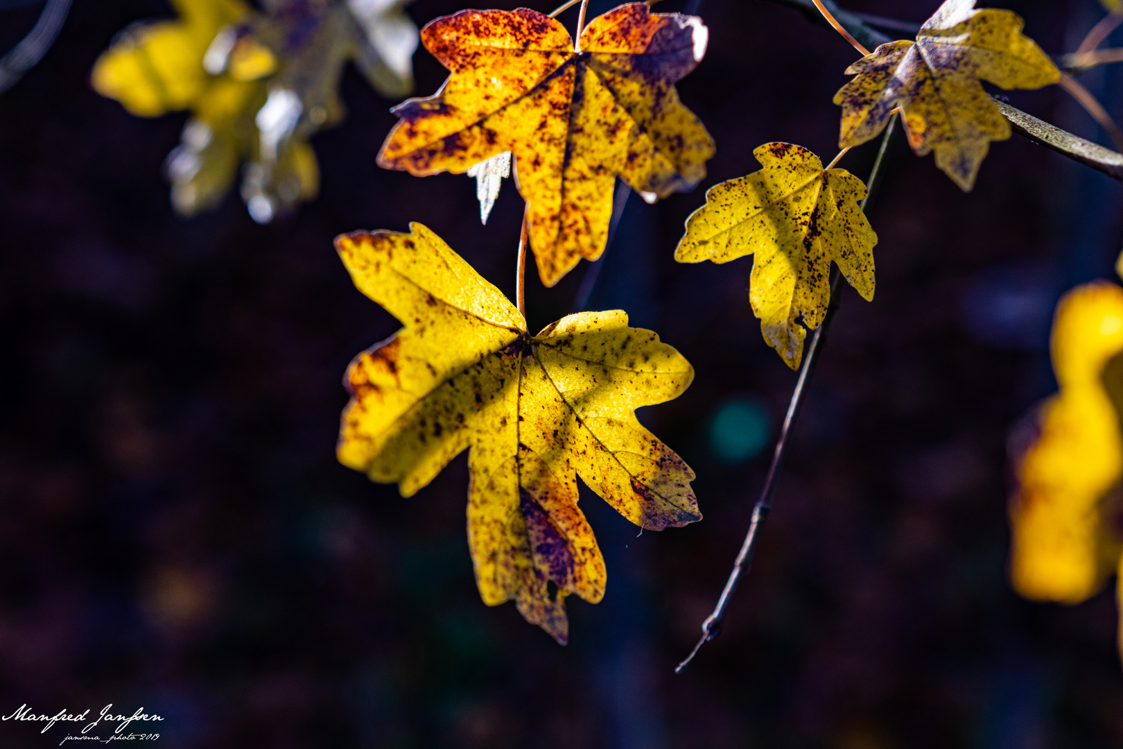 Herbst