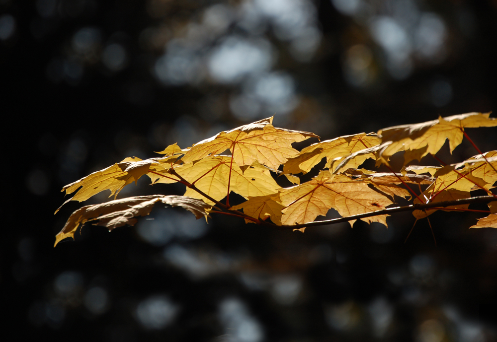 Herbst