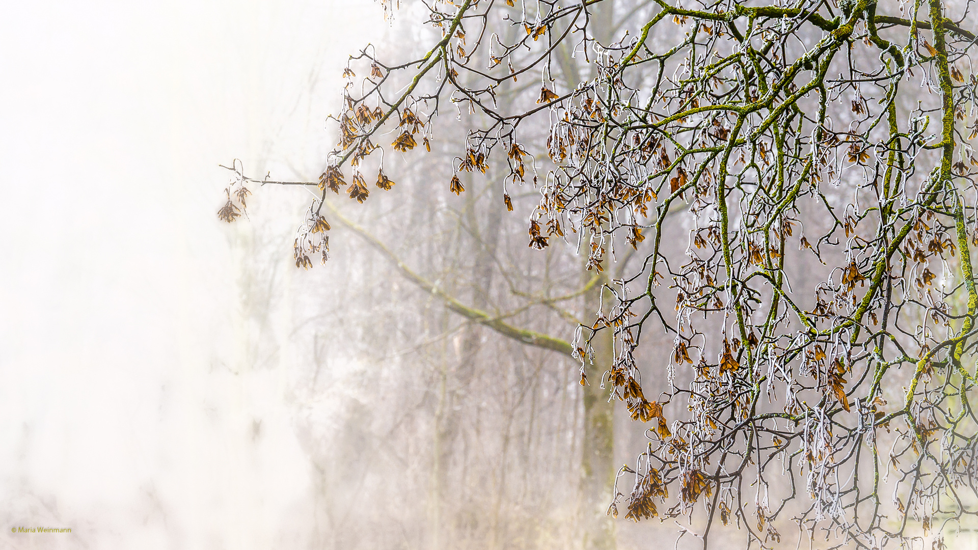 Herbst